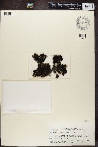 Parmelia omphalodes image