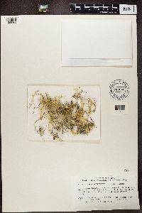 Thumbnail image of current specimen