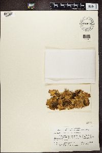 Lobaria pulmonaria image