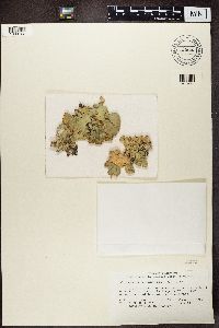 Lobaria scrobiculata image