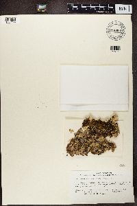 Nephroma expallidum image