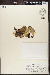 Peltigera aphthosa image