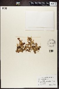 Cetraria ericetorum image