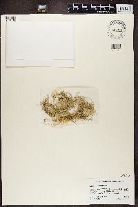 Evernia divaricata image