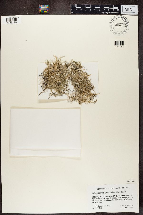 Heterodermia leucomelos image