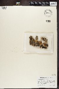 Hypogymnia farinacea image