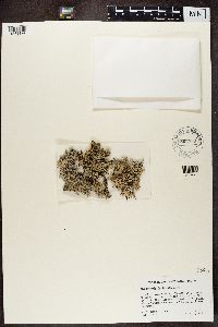 Hypogymnia imshaugii image