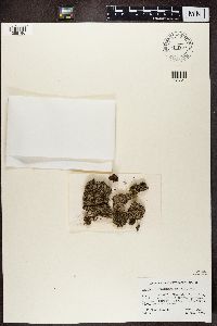 Lecidea berengeriana image