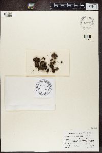 Protopannaria pezizoides image