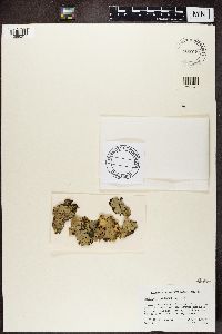 Peltigera aphthosa image