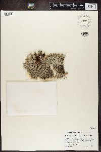 Pseudevernia intensa image