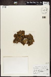 Pseudocyphellaria anthraspis image