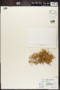 Ramalina denticulata image