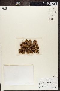 Solorina crocea image