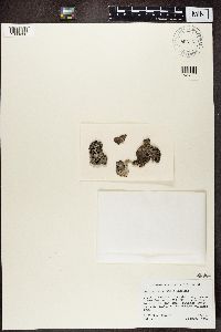 Umbilicaria virginis image