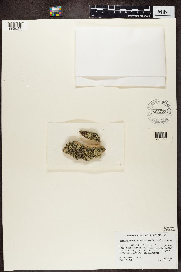 Xanthoparmelia cumberlandia image