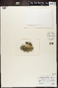 Media resource of Xanthoparmelia cumberlandia