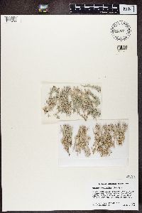 Cladonia rangiferina image