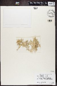 Evernia prunastri image