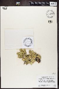 Flavopunctelia flaventior image