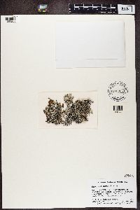 Hypogymnia imshaugii image