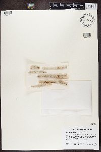 Lecanora caesiorubella image