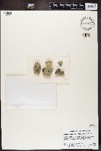 Media resource of Lecanora valesiaca