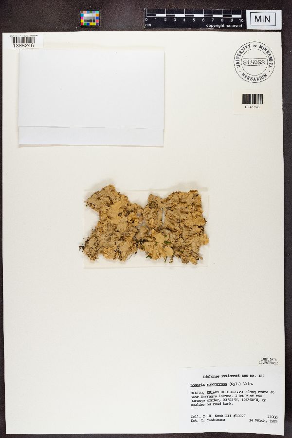 Lobaria subcorrosa image