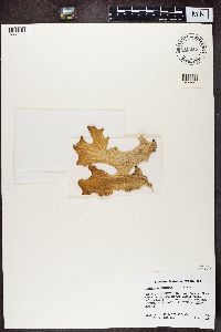 Lobaria pulmonaria image