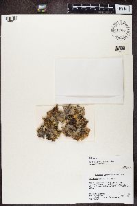 Peltigera canina image
