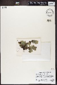 Peltigera malacea image