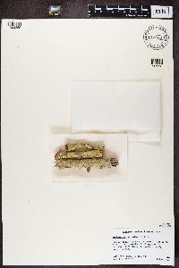 Pertusaria xanthodes image