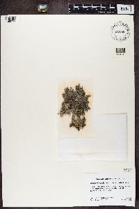 Pseudevernia intensa image