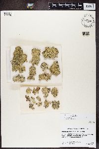 Punctelia subrudecta image