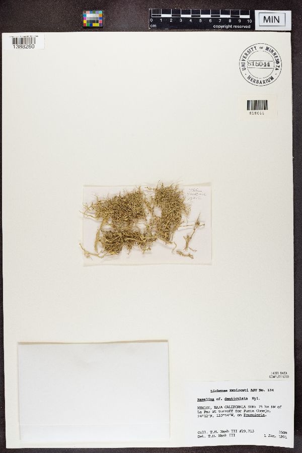 Ramalina denticulata image