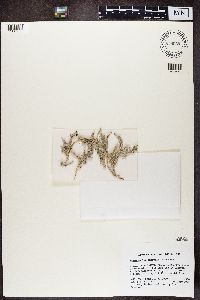 Stereocaulon saxatile image