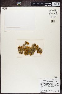 Teloschistes chrysophthalmus image