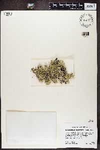 Xanthoparmelia chlorochroa image