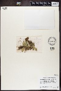 Xanthoparmelia mexicana image