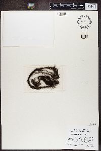 Bryoria fremontii image