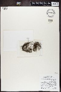 Bryoria fuscescens image