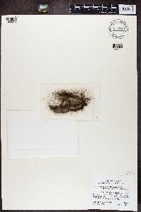 Bryoria fuscescens image