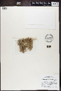 Dendrographa leucophaea image