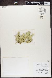 Flavoparmelia baltimorensis image