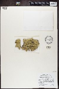 Flavoparmelia caperata image