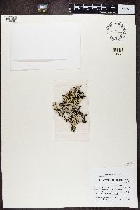 Hypogymnia enteromorpha image