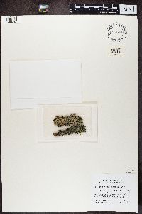 Hypogymnia imshaugii image