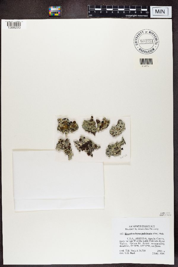 Hypotrachyna pulvinata image