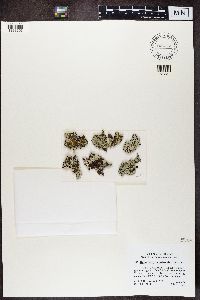 Image Associated With the Occurrence