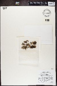 Nephroma helveticum image